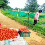 मंगली दीदी बनीं महिलाओं की प्रेरणा, टमाटर की लालिमा ने सँवारा जीवन : 50 हजार के ऋण से शुरू हुआ सफर