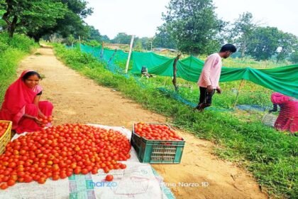 मंगली दीदी बनीं महिलाओं की प्रेरणा, टमाटर की लालिमा ने सँवारा जीवन : 50 हजार के ऋण से शुरू हुआ सफर
