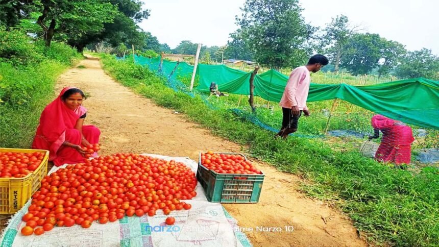 मंगली दीदी बनीं महिलाओं की प्रेरणा, टमाटर की लालिमा ने सँवारा जीवन : 50 हजार के ऋण से शुरू हुआ सफर