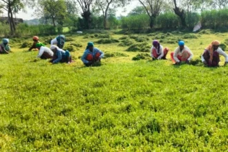 धान से ब्राम्ही तक : कम लागत में अधिक लाभ की ओर अग्रसर किसान