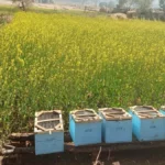 मधुमक्खी पालन से स्व-सहायता समूह की आय में वृद्धि
