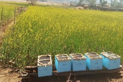 मधुमक्खी पालन से स्व-सहायता समूह की आय में वृद्धि
