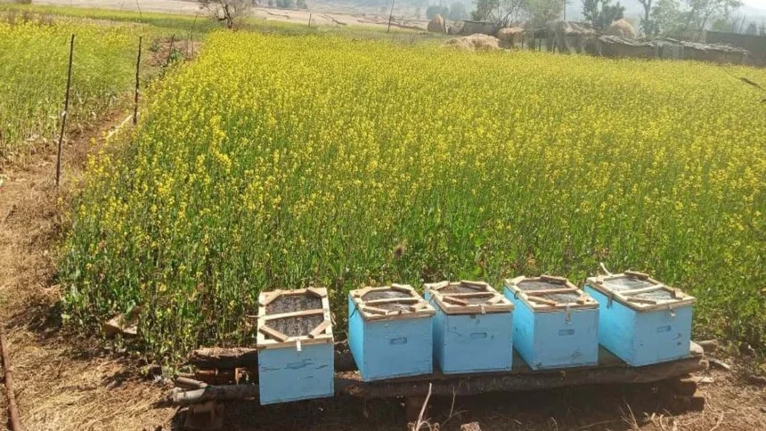 मधुमक्खी पालन से स्व-सहायता समूह की आय में वृद्धि