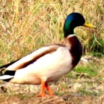 गिधवा टैंक में प्रवासी मल्लार्ड का आगमन, बढ़ी क्षेत्र की पहचान