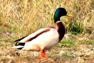 गिधवा टैंक में प्रवासी मल्लार्ड का आगमन, बढ़ी क्षेत्र की पहचान