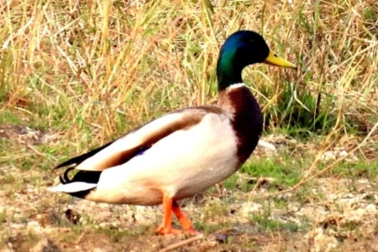 गिधवा टैंक में प्रवासी मल्लार्ड का आगमन, बढ़ी क्षेत्र की पहचान