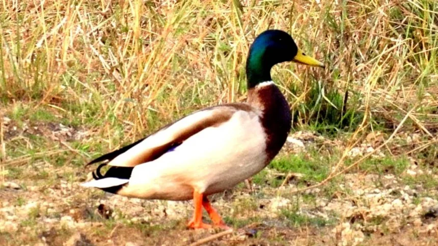 गिधवा टैंक में प्रवासी मल्लार्ड का आगमन, बढ़ी क्षेत्र की पहचान