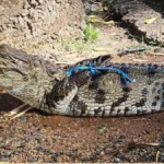 मगरमच्छ का सुरक्षित रेस्क्यू, जंगल सफारी में मिला नया आश्रय