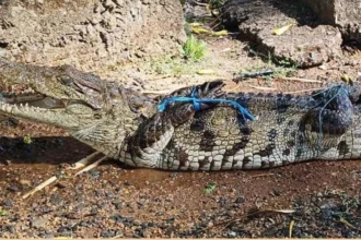 मगरमच्छ का सुरक्षित रेस्क्यू, जंगल सफारी में मिला नया आश्रय