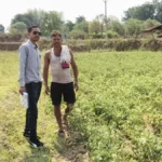 राष्ट्रीय बागवानी मिशन से किसानों को संबल : उन्नत तकनीक से टमाटर खेती में बढ़ा उत्पादन और मुनाफा