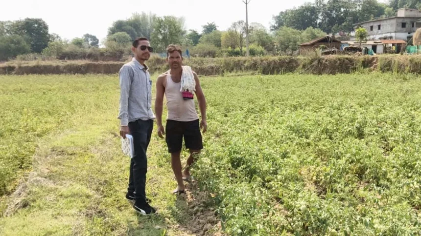 राष्ट्रीय बागवानी मिशन से किसानों को संबल : उन्नत तकनीक से टमाटर खेती में बढ़ा उत्पादन और मुनाफा