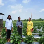 ग्राफ्टेड बैगन से 16 लाख रूपए की आमदनी