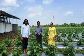 ग्राफ्टेड बैगन से 16 लाख रूपए की आमदनी