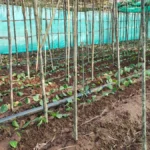 पान की विलुप्त होती खेती को नया जीवन, छुईखदान में पान अनुसंधान केन्द्र की स्थापना