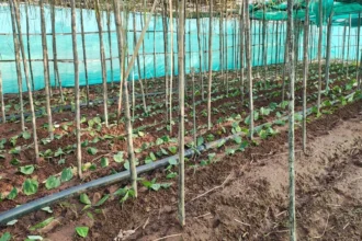 पान की विलुप्त होती खेती को नया जीवन, छुईखदान में पान अनुसंधान केन्द्र की स्थापना