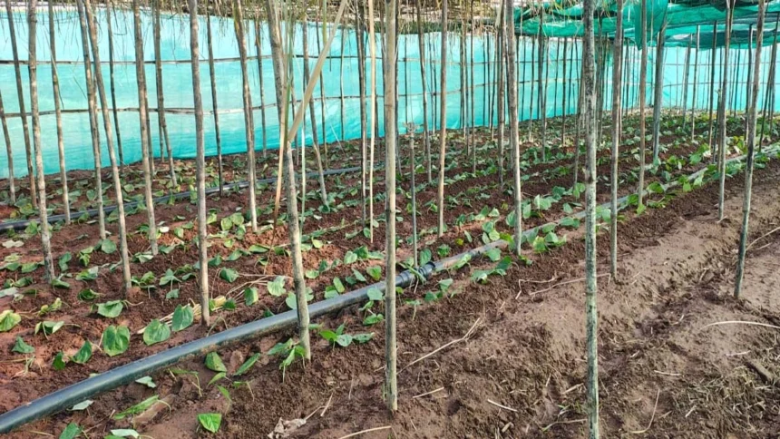 पान की विलुप्त होती खेती को नया जीवन, छुईखदान में पान अनुसंधान केन्द्र की स्थापना