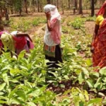 तेंदूपत्ता बूटाकटाई कार्यशाला मानपुर में आयोजित