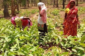 तेंदूपत्ता बूटाकटाई कार्यशाला मानपुर में आयोजित