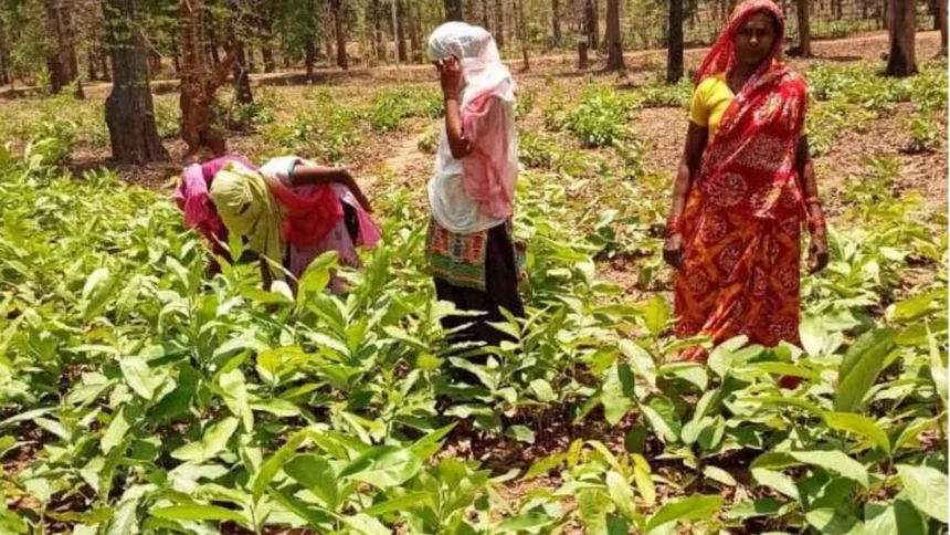 तेंदूपत्ता बूटाकटाई कार्यशाला मानपुर में आयोजित