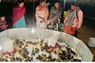 मुर्गीपालन से बदली अनुसुइया नेताम की जिंदगी