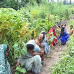 घरों की बाड़ी बनी महिलाओं की तरक्की की राह