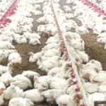 10,000 चूजों की क्षमता वाले एयर कंडीशनर मुर्गी फार्म का संचालन कर रही है माँ लक्ष्मी महिला समूह