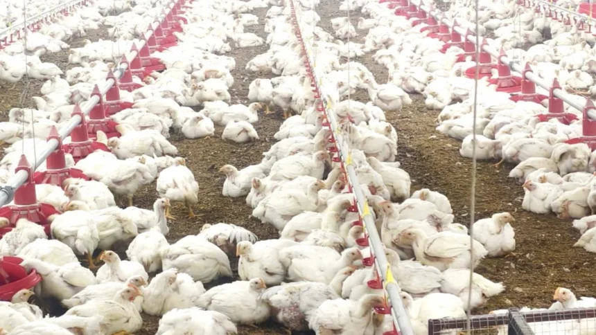 10,000 चूजों की क्षमता वाले एयर कंडीशनर मुर्गी फार्म का संचालन कर रही है माँ लक्ष्मी महिला समूह