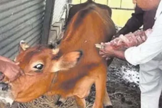 जिले के पशुधन में खुरपका-मुंहपका रोग के रोकथाम हेतु टीकाकरण महाअभियान का शंखनाद