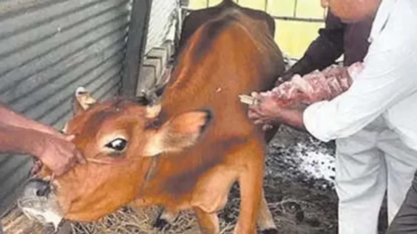 जिले के पशुधन में खुरपका-मुंहपका रोग के रोकथाम हेतु टीकाकरण महाअभियान का शंखनाद