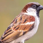 विश्व गौरैया दिवस पर वेबीनार आयोजित : संरक्षण के लिए जागरूकता पर जोर