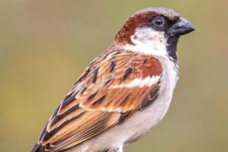 विश्व गौरैया दिवस पर वेबीनार आयोजित : संरक्षण के लिए जागरूकता पर जोर