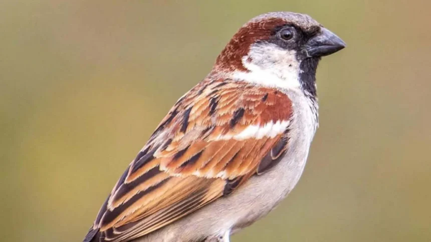 विश्व गौरैया दिवस पर वेबीनार आयोजित : संरक्षण के लिए जागरूकता पर जोर