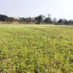 राष्ट्रीय बागवानी मिशन : किसान प्रमोद उद्यानिकी खेती से बना आत्मनिर्भर