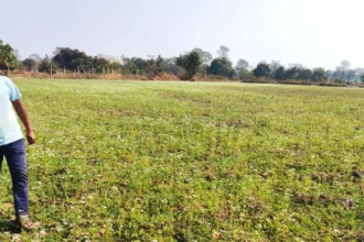 राष्ट्रीय बागवानी मिशन : किसान प्रमोद उद्यानिकी खेती से बना आत्मनिर्भर