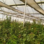 गुलाबों से महकती सफलता: सूरजपुर के किसान की प्रेरक कहानी