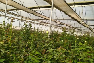 गुलाबों से महकती सफलता: सूरजपुर के किसान की प्रेरक कहानी