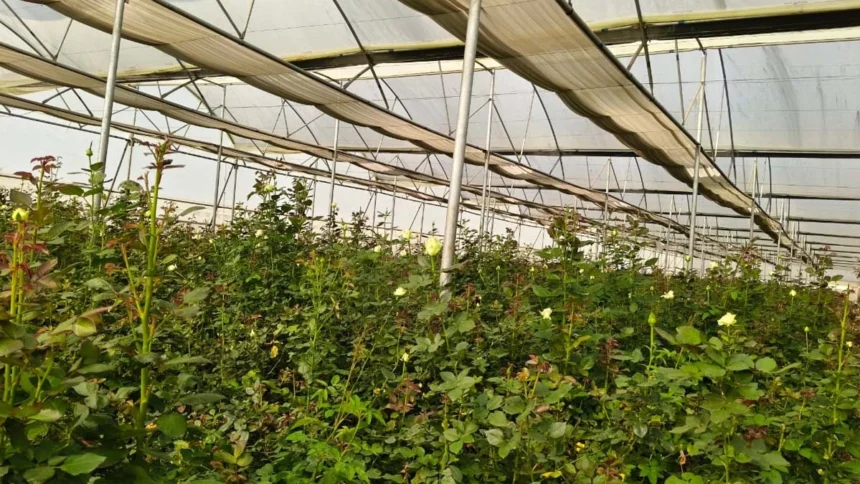 गुलाबों से महकती सफलता: सूरजपुर के किसान की प्रेरक कहानी