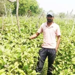 ग्राफ्टेड बैंगन की उन्नत खेती से अमृत बंजारे की आर्थिक स्थिति हुई सुदृढ़