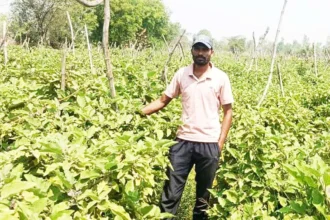 ग्राफ्टेड बैंगन की उन्नत खेती से अमृत बंजारे की आर्थिक स्थिति हुई सुदृढ़