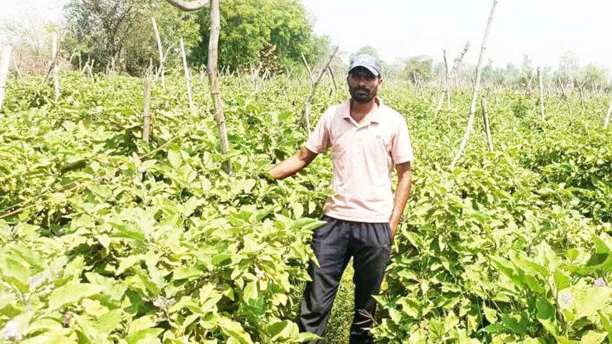 ग्राफ्टेड बैंगन की उन्नत खेती से अमृत बंजारे की आर्थिक स्थिति हुई सुदृढ़