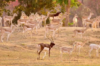 दो चरणों में 34 हिरणों को प्राकृतिक आवास में छोड़ा गया सुरक्षित