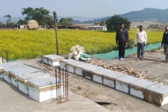 मधुमक्खी पालन: कम लागत में ज्यादा मुनाफे का बेहतर विकल्प