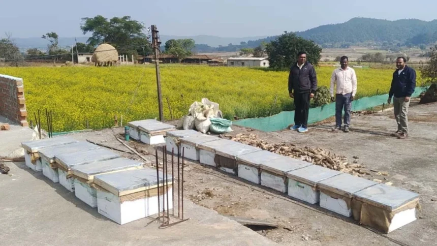 मधुमक्खी पालन: कम लागत में ज्यादा मुनाफे का बेहतर विकल्प