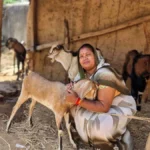 बिहान योजना से बदली जिंदगी: बकरी पालन से इंद्रनिया बाई बनीं ‘लखपति दीदी’