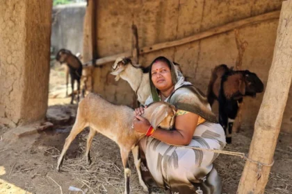 बिहान योजना से बदली जिंदगी: बकरी पालन से इंद्रनिया बाई बनीं ‘लखपति दीदी’