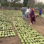 तेंदूपत्ता संग्रहण कार्य में जुड़े 13 लाख से अधिक तेन्दूपत्ता संग्राहक परिवार