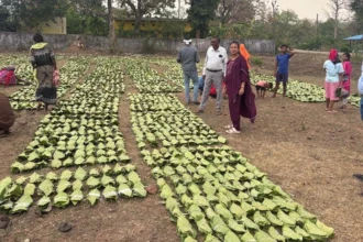 तेंदूपत्ता संग्रहण कार्य में जुड़े 13 लाख से अधिक तेन्दूपत्ता संग्राहक परिवार