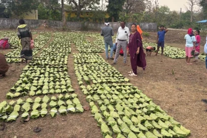 तेंदूपत्ता संग्रहण कार्य में जुड़े 13 लाख से अधिक तेन्दूपत्ता संग्राहक परिवार