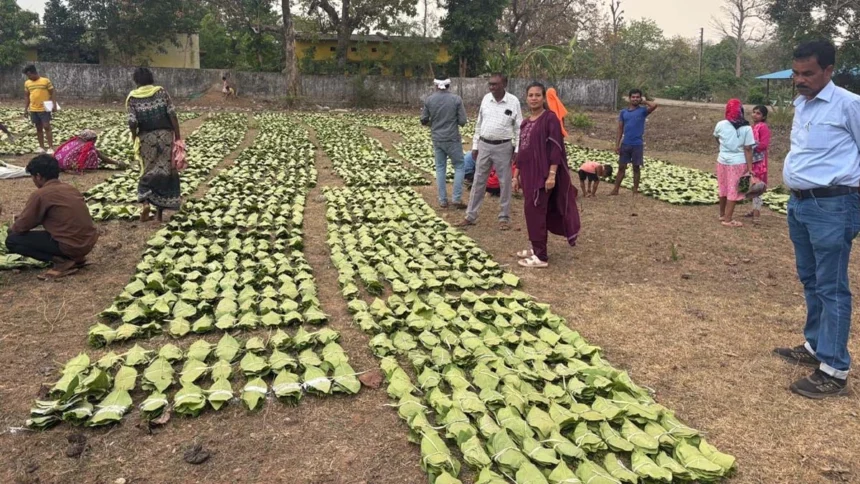 तेंदूपत्ता संग्रहण कार्य में जुड़े 13 लाख से अधिक तेन्दूपत्ता संग्राहक परिवार