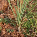 ‘अब्दुल कलाम’ किस्म बनी उम्मीद की नई किरण